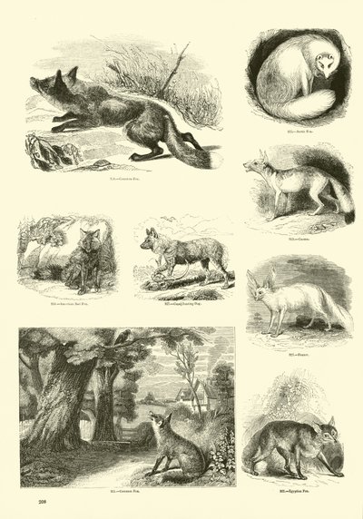Seite aus dem Pictorial Museum of Animated Nature von English School