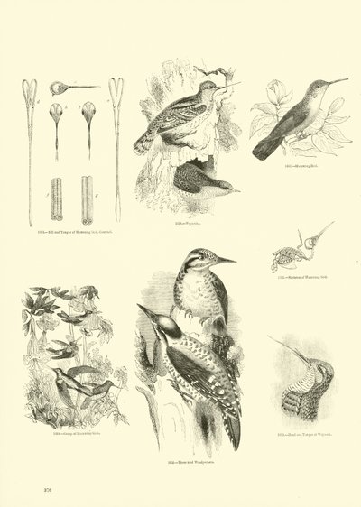 Seite aus dem Pictorial Museum of Animated Nature von English School