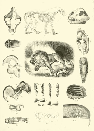 Seite aus dem Pictorial Museum of Animated Nature von English School