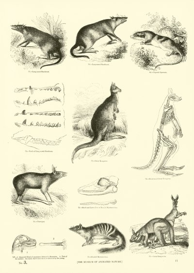 Seite aus dem Pictorial Museum of Animated Nature von English School