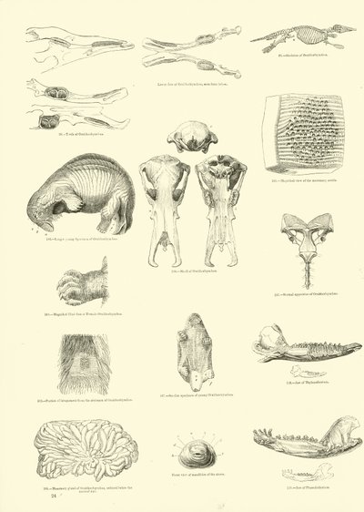 Seite aus dem Pictorial Museum of Animated Nature von English School