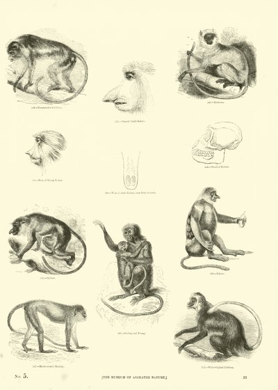 Seite aus dem Pictorial Museum of Animated Nature von English School