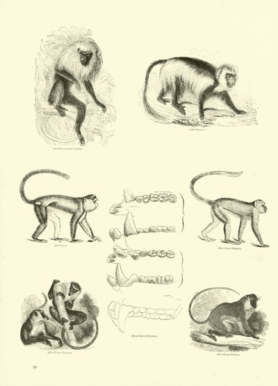 Seite aus dem Pictorial Museum of Animated Nature von English School