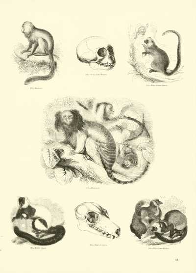 Seite aus dem Pictorial Museum of Animated Nature von English School