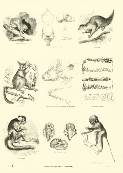 Seite aus dem Pictorial Museum of Animated Nature von English School