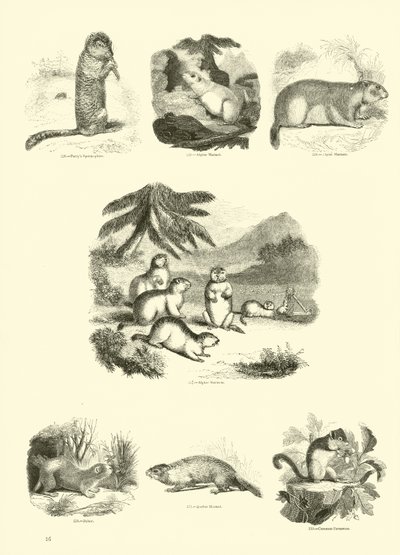 Seite aus dem Pictorial Museum of Animated Nature von English School