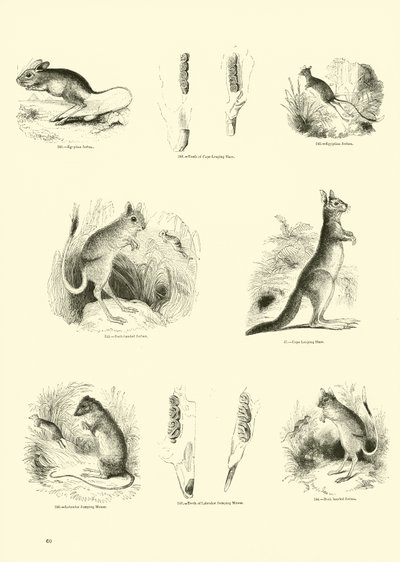 Seite aus dem Pictorial Museum of Animated Nature von English School