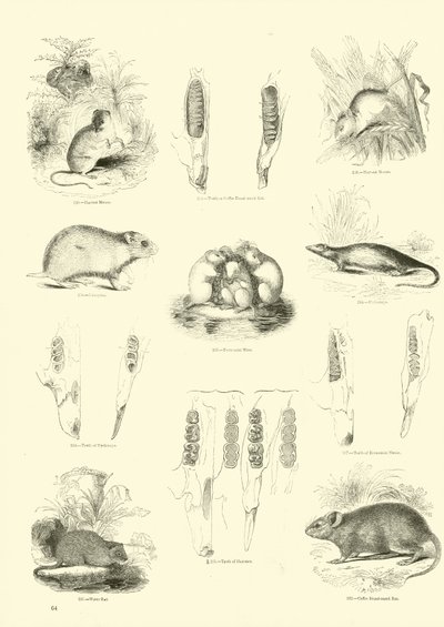 Seite aus dem Pictorial Museum of Animated Nature von English School