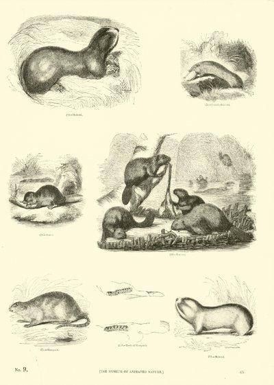 Seite aus dem Pictorial Museum of Animated Nature von English School