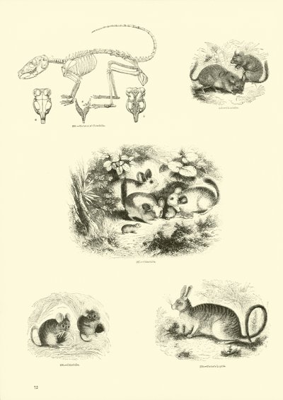 Seite aus dem Pictorial Museum of Animated Nature von English School
