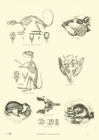 Seite aus dem Pictorial Museum of Animated Nature von English School