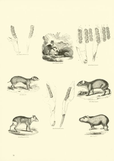 Seite aus dem Pictorial Museum of Animated Nature von English School
