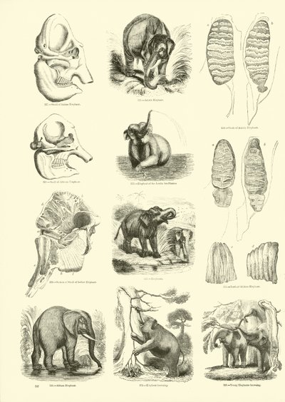 Seite aus dem Pictorial Museum of Animated Nature von English School