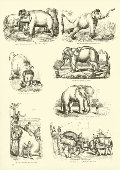 Seite aus dem Pictorial Museum of Animated Nature von English School