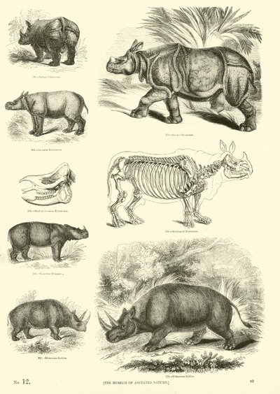 Seite aus dem Bildmuseum der belebten Natur von English School
