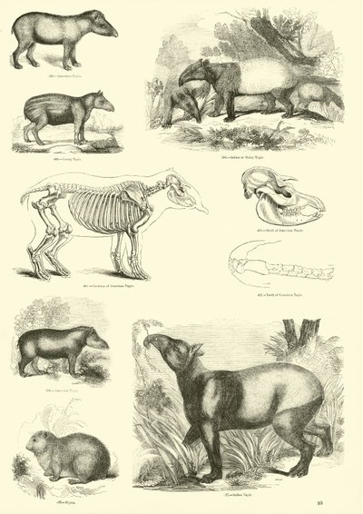 Seite aus dem Bildmuseum der belebten Natur von English School