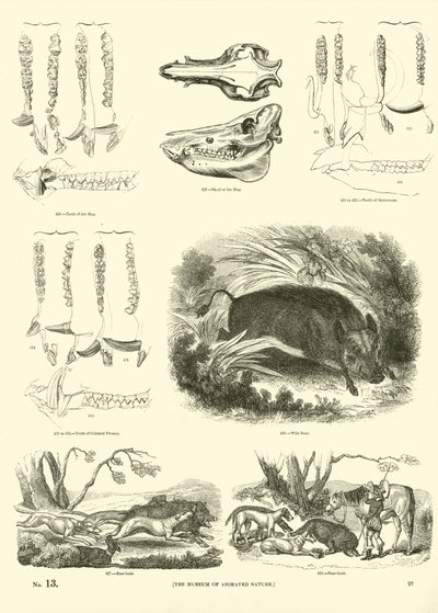 Seite aus dem Bildmuseum der belebten Natur von English School