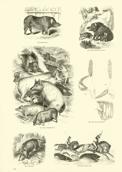 Seite aus dem Bildmuseum der belebten Natur von English School