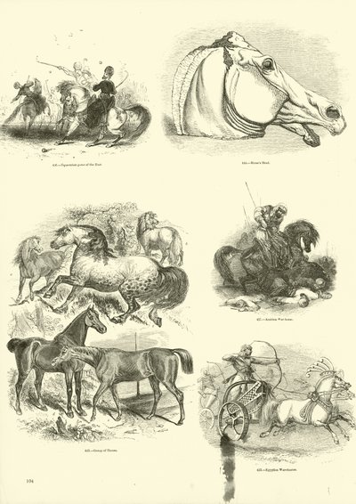 Seite aus dem Bildmuseum der belebten Natur von English School