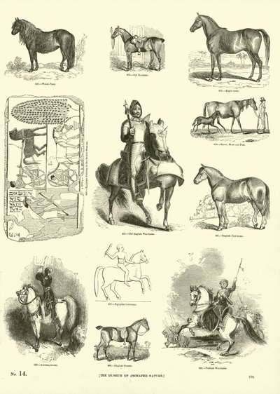 Seite aus dem Bildmuseum der belebten Natur von English School