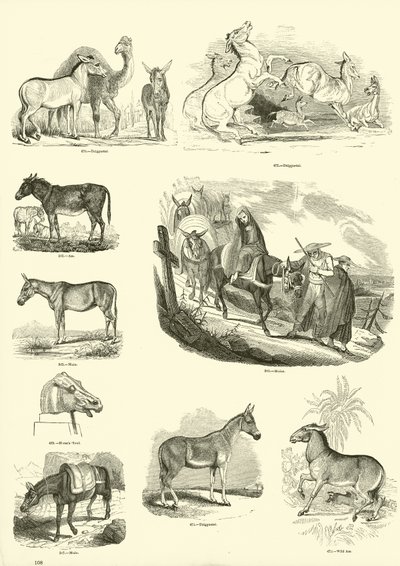 Seite aus dem Bildmuseum der belebten Natur von English School