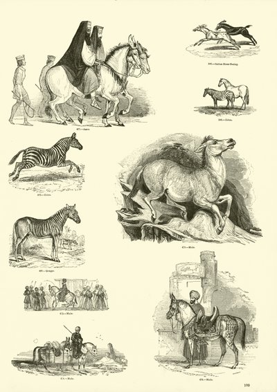 Seite aus dem Bildmuseum der belebten Natur von English School