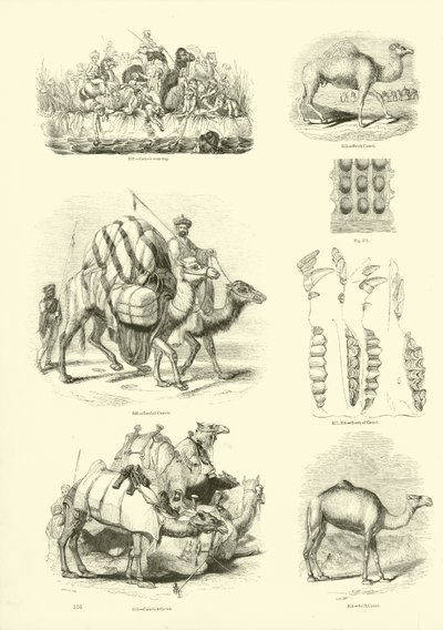 Seite aus dem Bildmuseum der belebten Natur von English School