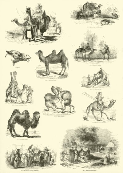 Seite aus dem Bildmuseum der belebten Natur von English School