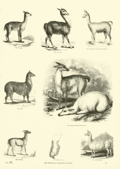Seite aus dem Bildmuseum der belebten Natur von English School