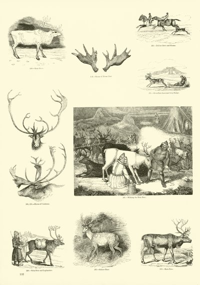Seite aus dem Bildmuseum der belebten Natur von English School