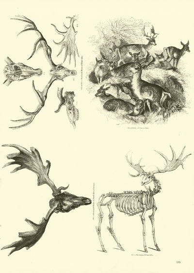 Seite aus dem Bildmuseum der belebten Natur von English School