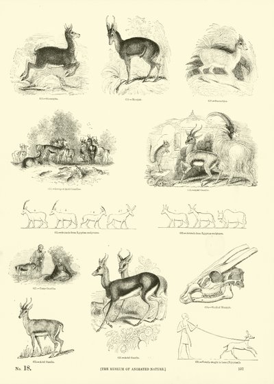 Seite aus dem Bildmuseum der belebten Natur von English School