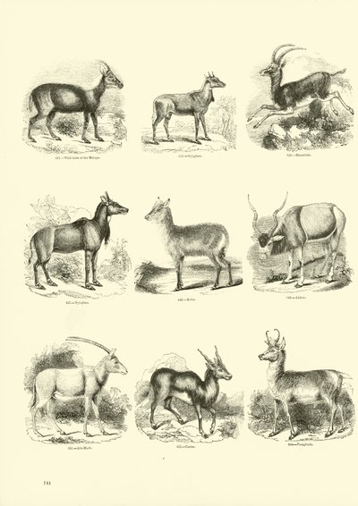 Seite aus dem Bildmuseum der belebten Natur von English School