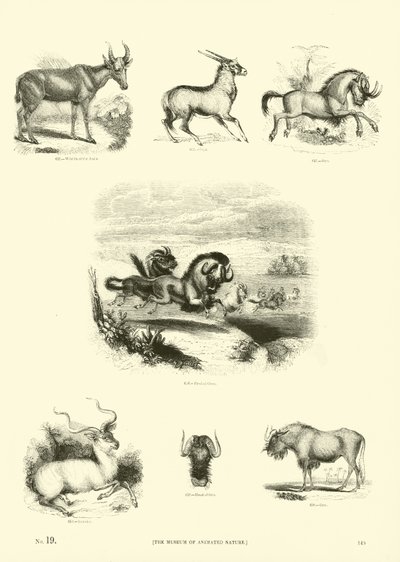 Seite aus dem Bildmuseum der belebten Natur von English School