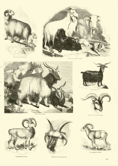 Seite aus dem Bildmuseum der belebten Natur von English School