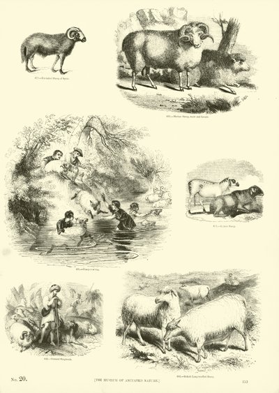 Seite aus dem Bildmuseum der belebten Natur von English School