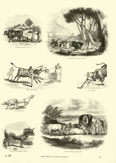 Seite aus dem Bildmuseum der belebten Natur von English School