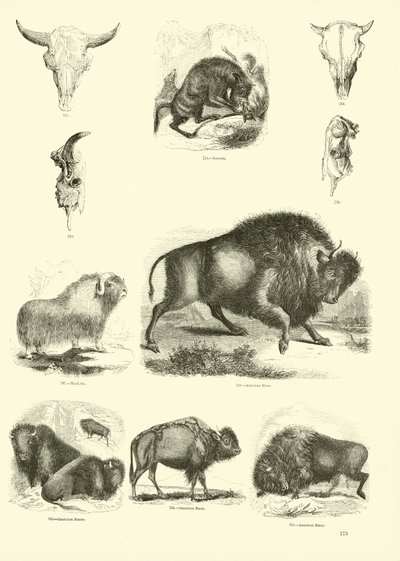 Seite aus dem Bildmuseum der belebten Natur von English School