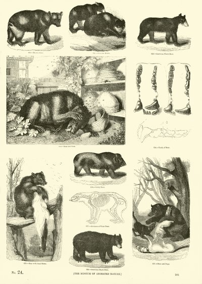 Seite aus dem Bildmuseum der belebten Natur von English School