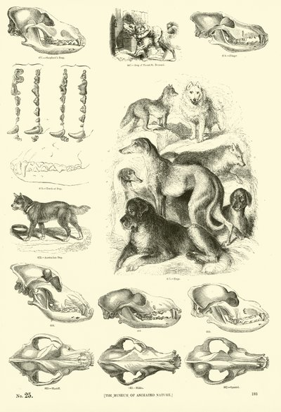Seite aus dem Bildmuseum der belebten Natur von English School