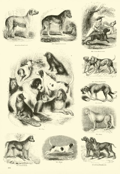 Seite aus dem Bildmuseum der belebten Natur von English School