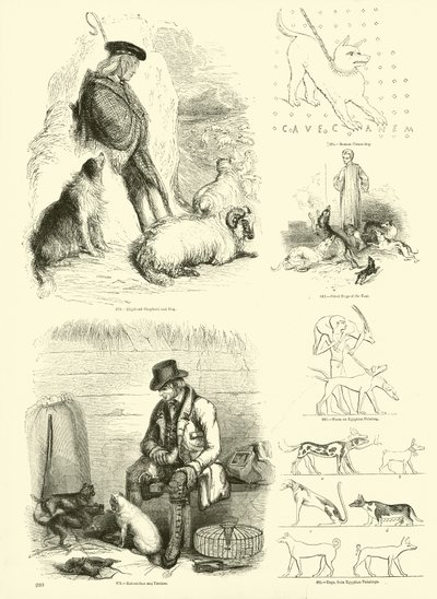 Seite aus dem Bildmuseum der belebten Natur von English School