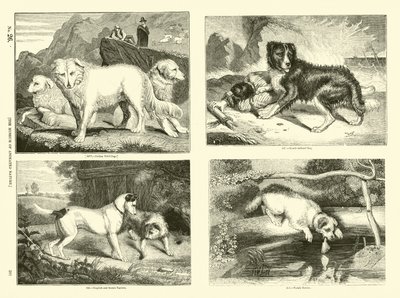 Seite aus dem Bildmuseum der belebten Natur von English School