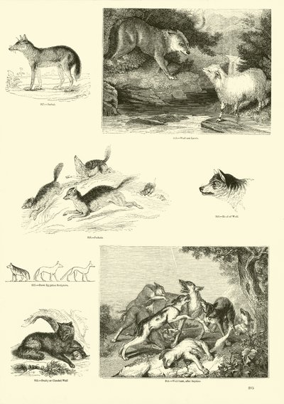Seite aus dem Bildmuseum der belebten Natur von English School