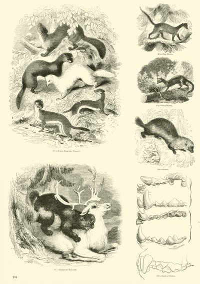 Seite aus dem Bildmuseum der belebten Natur von English School