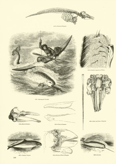 Seite aus dem Bildmuseum der belebten Natur von English School