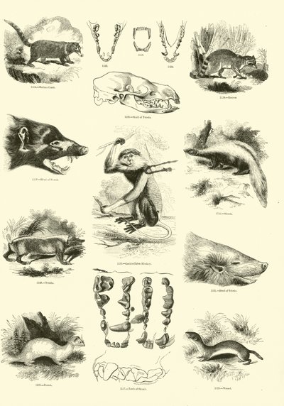 Seite aus dem Bildmuseum der belebten Natur von English School