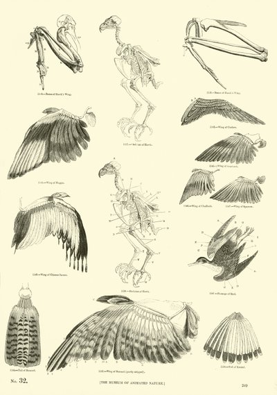 Seite aus dem Bildmuseum der belebten Natur von English School