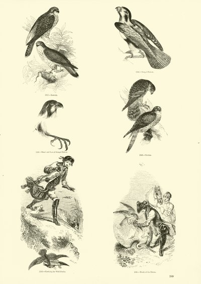 Seite aus dem Bildmuseum der belebten Natur von English School
