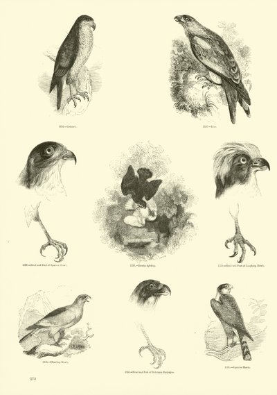 Seite aus dem Bildmuseum der belebten Natur von English School